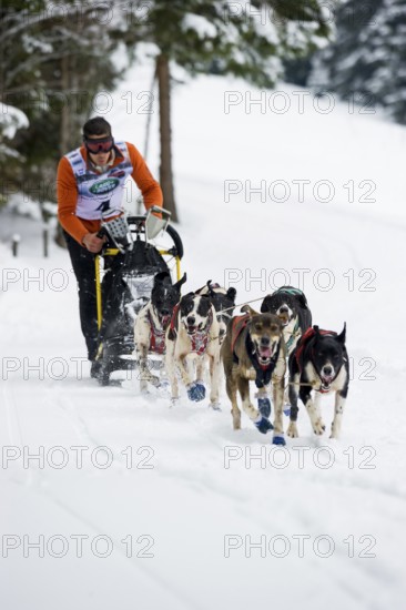 Sled dog racing, Todtmoos, Black Forest, Baden-Württemberg, Germany