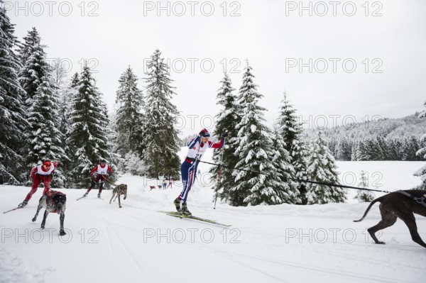 Sled dog racing, Todtmoos, Black Forest, Baden-Württemberg, Germany
