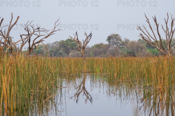 Africa snake-necked bird (Anhinga rufa) sitting on a dead tree in the river, Thamalakane River, Okavango Delta, Botswana