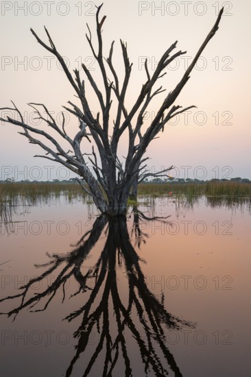 Dead trees are reflected in the river at sunset, Thamalakane River, Okavango Delta, Botswana