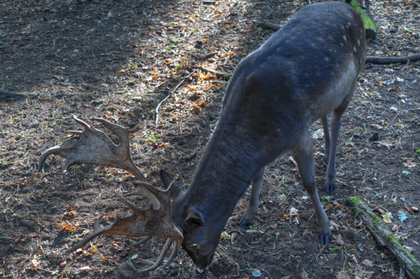 Fallow deer (Dama dama) in an outdoor enclosure in the forest, Mecklenburg-Western Pomerania, Germany