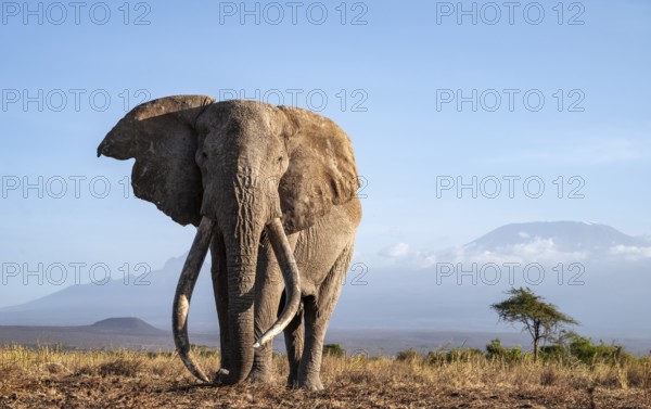 African elephant (Loxodonta africana) in picturesque landscape with the summit of Mount Kilimanjaro, the famous Super Tusker elephant Craig, old male with long tusks, in atmospheric evening light, Kajiado County, Kenya