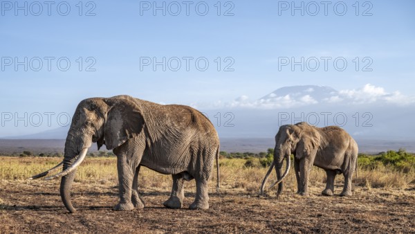 African elephant (Loxodonta africana) in picturesque landscape with the summit of Mount Kilimanjaro, the famous Super Tusker elephant Craig and Pascal, old male with long tusks, in atmospheric evening light, Kajiado County, Kenya