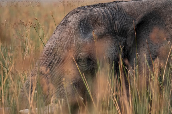 African elephant (Loxodonta africana), elephants on the riverbank between river grass, Thamalakane River, Okavango Delta, Botswana
