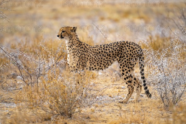Cheetah (Acinonyx jubatus) runs in dry savanna, Etosha National Park, Namibia
