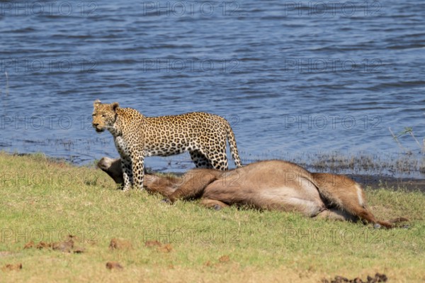 Leopard (Panthera pardus) with kill, waterbuck, Ihaha, Chobe National Park National Park, Botswana