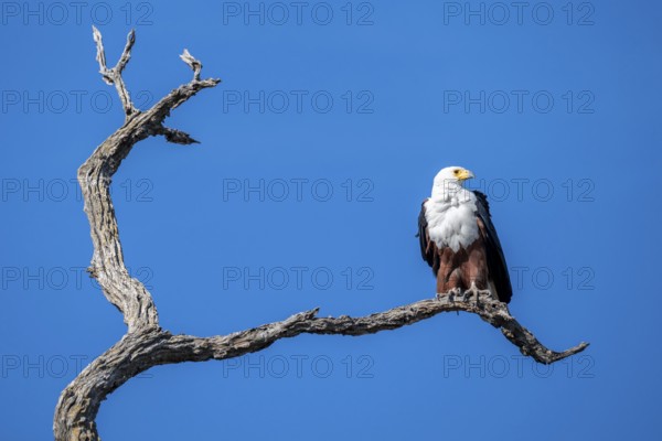 African fish eagle (Icthyophaga vocifer) sitting on dry tree, Ihaha, Chobe National Park National Park, Botswana
