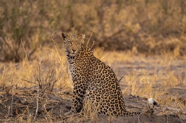 Female, leopard (Panthera pardus) sitting, dry grass, Savuti, Chobe National Park National Park, Botswana