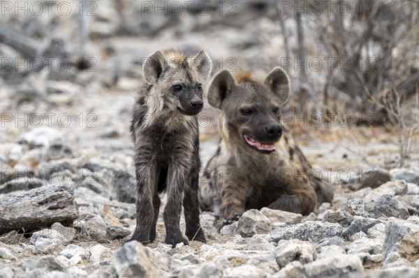 Spotted hyena or spotted hyena (Crocuta crocuta) with young animal, Etosha National Park, Namibia