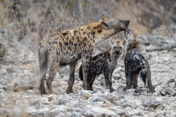 Spotted hyena or spotted hyena (Crocuta crocuta) with two young animals, Etosha National Park, Namibia