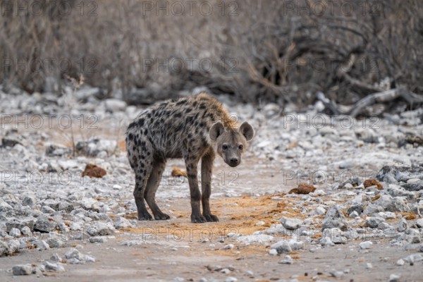 Spotted hyena or spotted hyena (Crocuta crocuta), Etosha National Park, Namibia