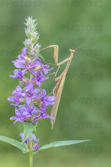 Praying mantis (Mantis religiosa), Littlewood Ranch, Limbach, Burgenland, Austria