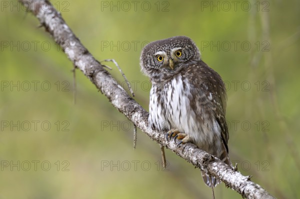 Sparrow owl (Glaucicium passerinum) sitting on a branch, Pillberg, Pill, Tyrol, Austria