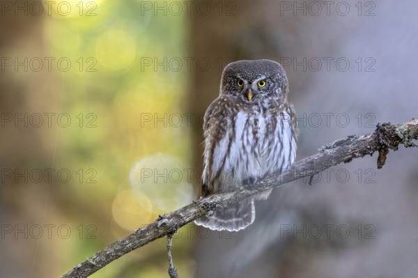 Sparrow owl (Glaucicium passerinum) sitting on a branch, Hausstatt, Weerberg, Tyrol, Austria