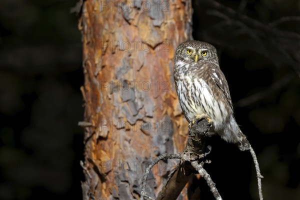 Sparrow owl (Glaucicium passerinum) sitting on a branch, Heuberg, Stans, Tyrol, Austria