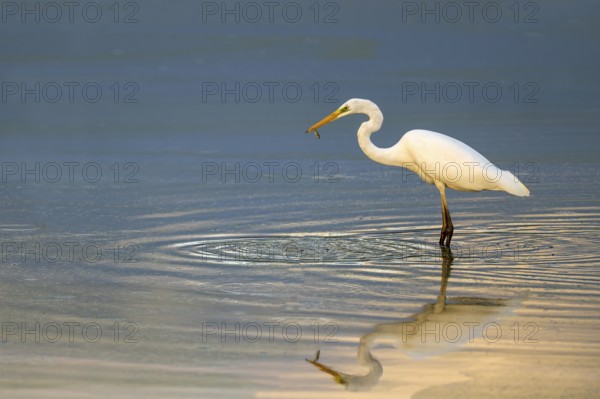 Great egret (Egretta alba) standing in shallow water, Naturquartier Grosswilfersdorf, Grosswilfersdorf, Styria, Austria