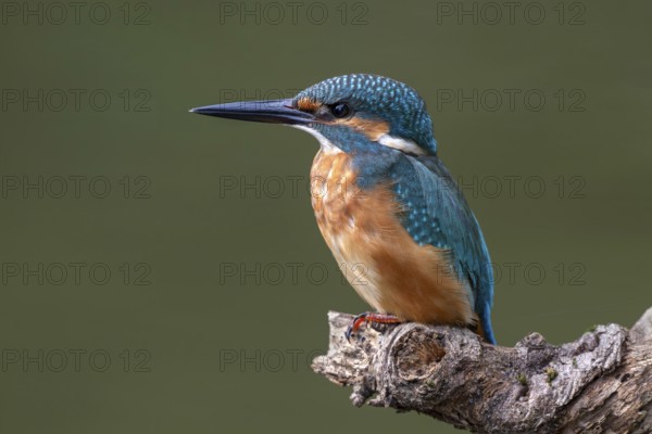 Kingfisher (Alcedo atthis) sitting on a branch, Littlewood Ranch, Limbach, Burgenland, Austria