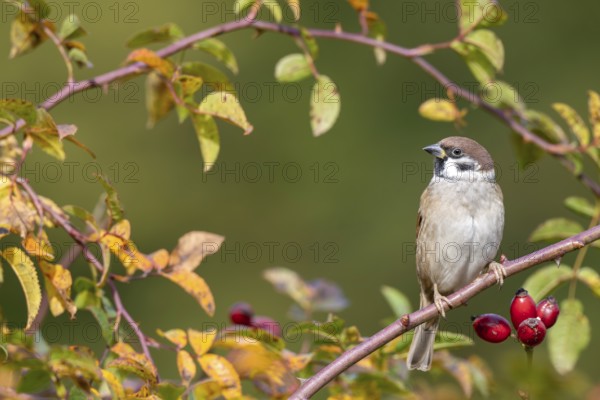 Tree sparrow (Passer montanus) sitting in a wild rose bush, Littlewood Ranch, Limbach, Burgenland, Austria