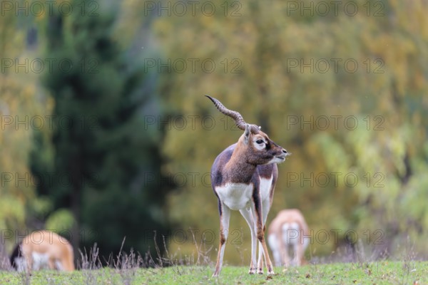 A male blackbuck (Antilope cervicapra) stands on a green meadow on a cloudy day. Some females can be seen in the background. India, Pakistan, Bangladesh