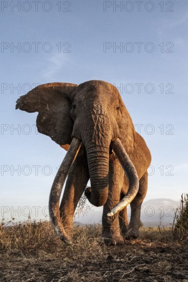 African elephant (Loxodonta africana), the famous Super Tusker elephant Craig, old male with long tusks, evening light, Amboseli, Kajiado County, Kenya