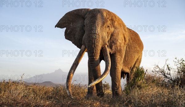 African elephant (Loxodonta africana) with Kilimanjaro, the famous Super Tusker elephant Craig, old male with long tusks, evening light, Amboseli, Kajiado County, Kenya