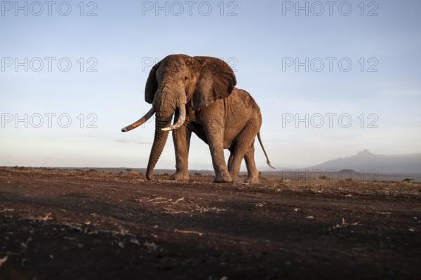 African elephant (Loxodonta africana), the famous Super Tusker elephant Craig, old male with long tusks, evening light, Amboseli, Kajiado County, Kenya
