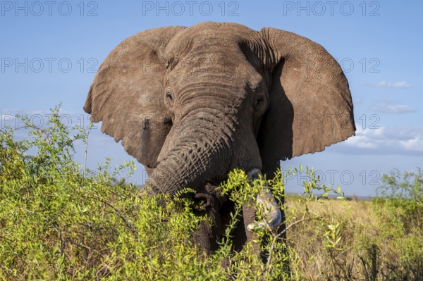 African elephant (Loxodonta africana) eats leaves, the famous Super Tusker elephant Craig, old male with long tusks, Kajiado County, Kenya