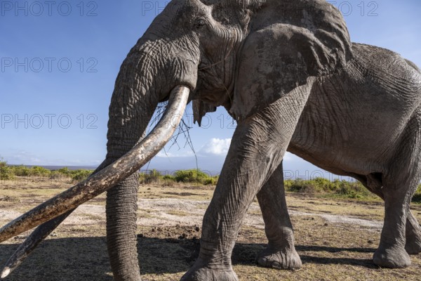 African elephant (Loxodonta africana), the famous Super Tusker elephant Craig, old male with long tusks, Kajiado County, Kenya