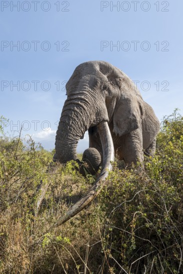African elephant (Loxodonta africana) eats leaves, the famous Super Tusker elephant Craig, old male with long tusks, Kajiado County, Kenya