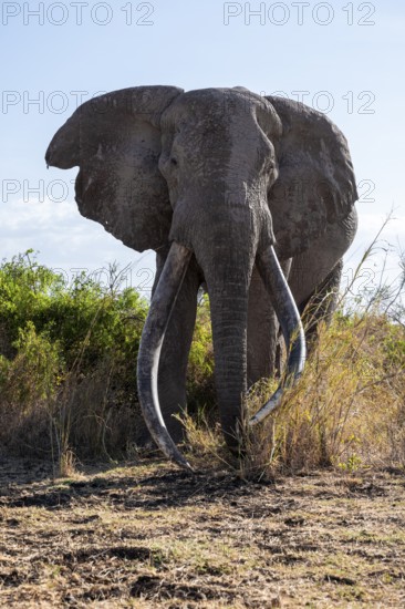 African elephant (Loxodonta africana), the famous Super Tusker elephant Craig, old male with long tusks, Kajiado County, Kenya