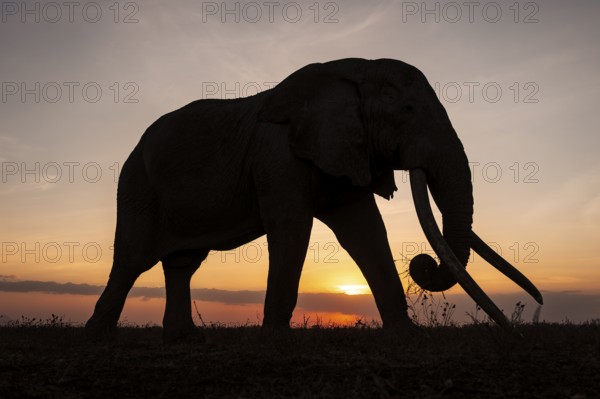 Backlight, African elephant (Loxodonta africana), the famous Super Tusker elephant Craig, old bull elephants with long tusks, at sunset, Amboseli, Kenya