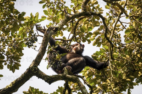 Chimpanzee (Pan Troglodytes), adult male feeding in the treetop in the jungle, Murchison Falls National Park, Uganda