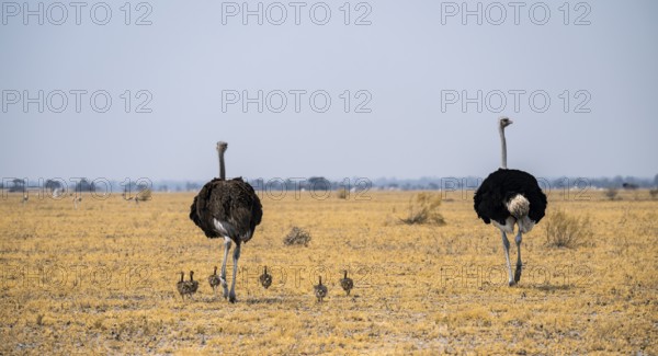 African ostrich (Struthio camelus), adult female and male with six young animals, chicks, animal family, African savanna, Nxai Pan National Park, Botswana