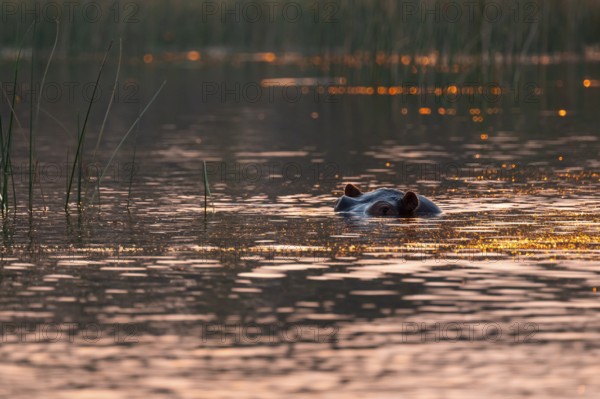Evening mood, hippo (Hippopotamus amphibius) in the Okavango Delta, Botswana