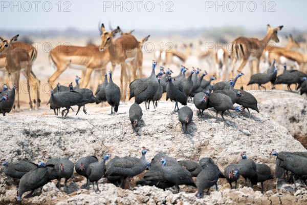 Helmet guinea fowl (Numida meleagris), swarm at the waterhole, Nxai Pan National Park, Botswana