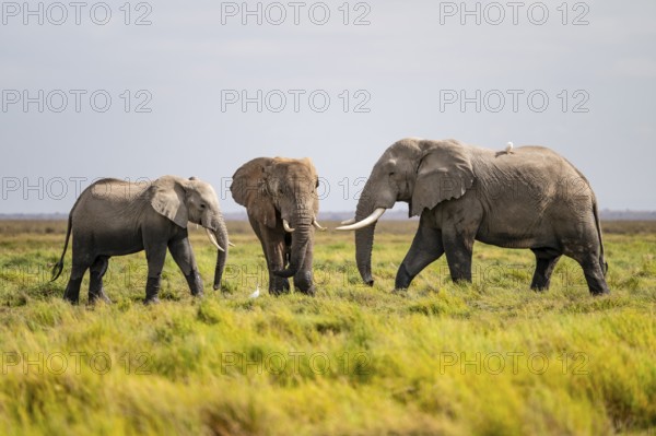 African elephant (Loxodonta africana), Amboseli National Park, Rift Valley Province, Kenya