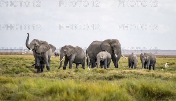 African elephant (Loxodonta africana), herd of young animals in Amboseli National Park, Rift Valley Province, Kenya
