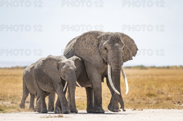 Arid Landscape, African Elephant (Loxodonta africana), Amboseli National Park, Rift Valley Province, Kenya