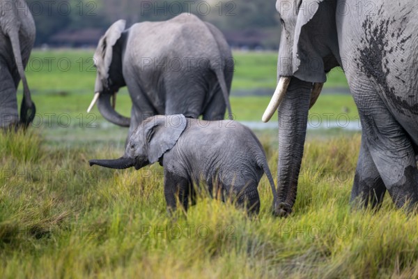 African elephant (Loxodonta africana) with baby, young and dam, Amboseli National Park, Rift Valley Province, Kenya