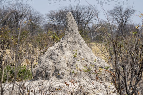 Large termite hill, Moremi Game Reserve, Botswana