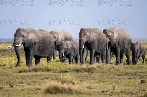 African elephant (Loxodonta africana), herd of young animals in Amboseli National Park, Rift Valley Province, Kenya