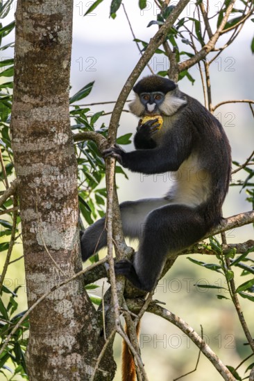 Red-tailed monkeys or Congo white-nosed monkeys (Cercopithecus ascanius schmidti), Kibale National Park, Uganda