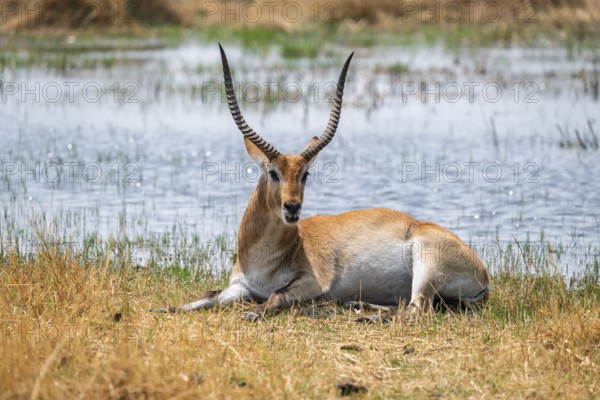 Letschwe or litchi bog antelope (Kobus leche), adult male, in tall dry grass, Okavango Delta, Moremi Game Reserve, Botswana
