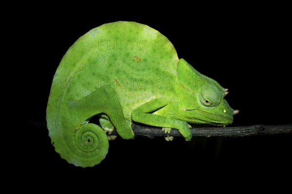 Usambara three-horned chameleon (Trioceros deremensis), chameleon on a branch at night, Amani Nature Forest Reserve, Eastern Usambara Mountains, Tanga, Tanzania