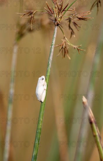 Marble redfrog (Hyperolius marmoratus), white frog sitting on a papyrus, Xakanaxa Lagoon, Okavango Delta, Moremi Game Reserve, Botswana
