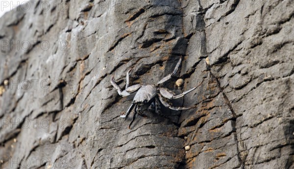 Red rock crab (Grapsus adscensionis), black young on a volcanic rock, coast, La Santa, Lanzarote, Canary Islands, Spain