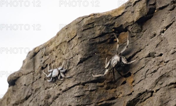 Red rock crabs (Grapsus adscensionis), black cubs on a volcanic rock, coast, La Santa, Lanzarote, Canary Islands, Spain