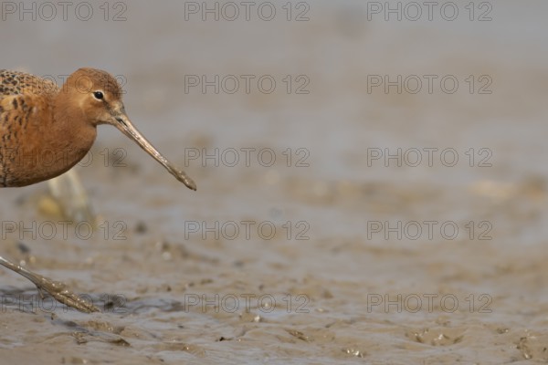 Black tailed godwit (Limosa limosa) adult male wader bird in summer plumage on a mudflat, England, United Kingdom