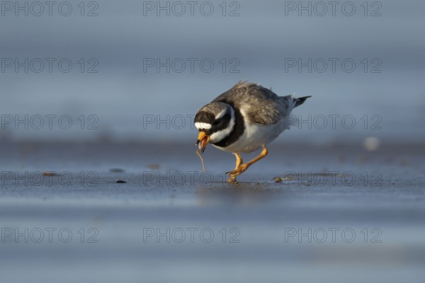Ringed plover (Charadrius hiaticula) adult wader bird feeding on a worm on a beach, England, United Kingdom