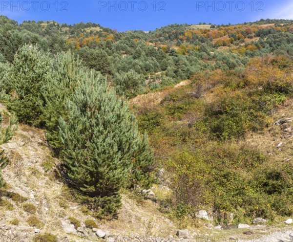 Mountain landscape Guarrinza - La Mina, Aragon Subordan river valley, Parque Natural Valles Occidentales, Hecho, Pyrenees Mountains, Aragon, Spain